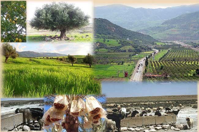 Nouveau modèle économique : l’agriculture algérienne mérite mieux que 3 minuscules paragraphes (Contribution)