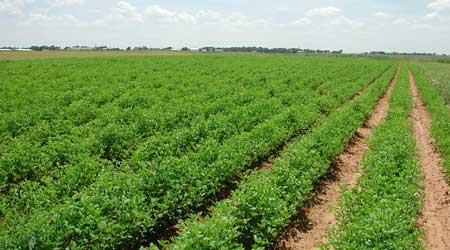Agriculture : GVApro devient une entreprise à la tête de quatre filières de production stratégiques