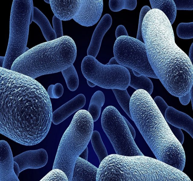 Image bactérie du choléra